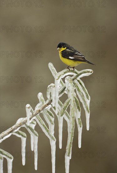 Lesser Goldfinch