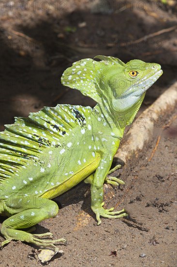 Green basilisk