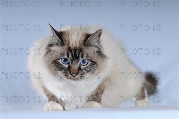 Cat breed Birman