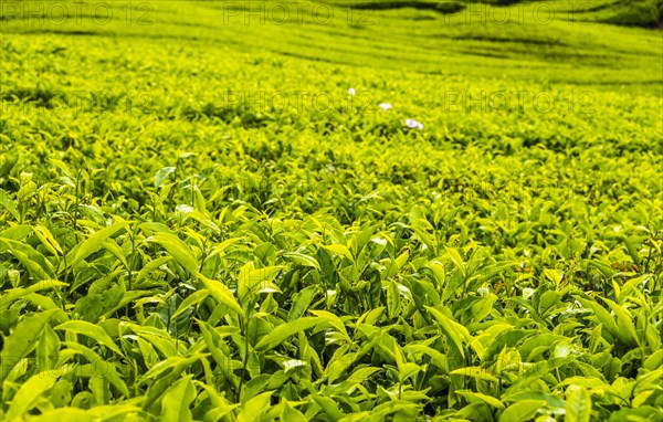 Tea plant