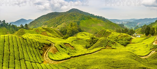 Tea plantations