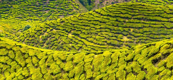 Tea plantations