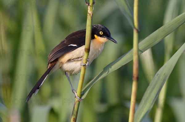 Black-capped Donacobius