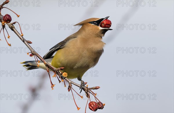 Cedar waxwing