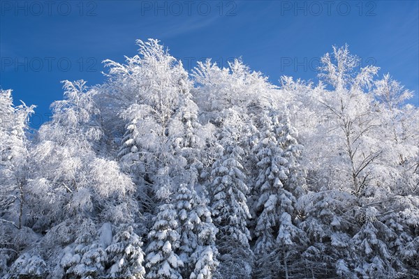 Mixed forest with snow near Neuschonau