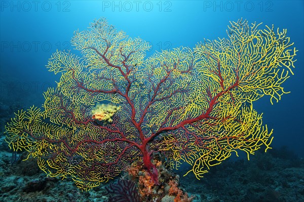 Sea fan