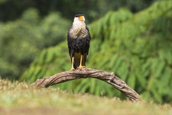 Southern crested caracara