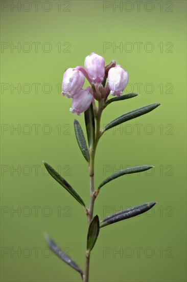 Bog rosemary