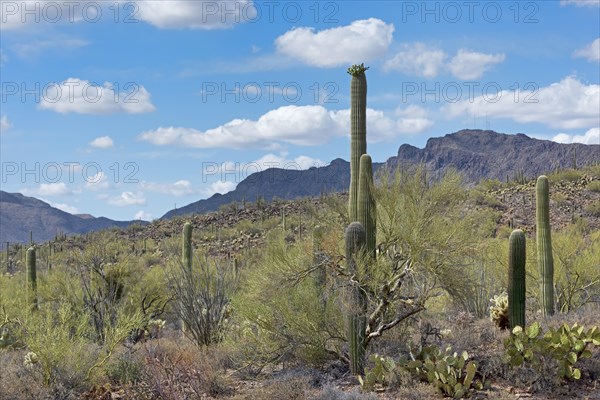 Saguaro Cacti