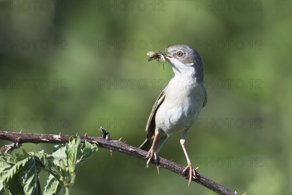 Common whitethroat