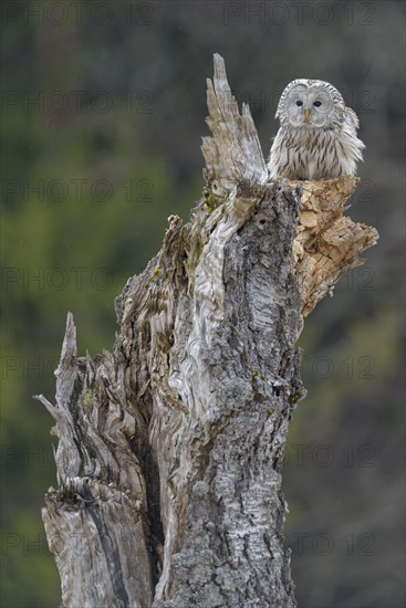 Ural Owl