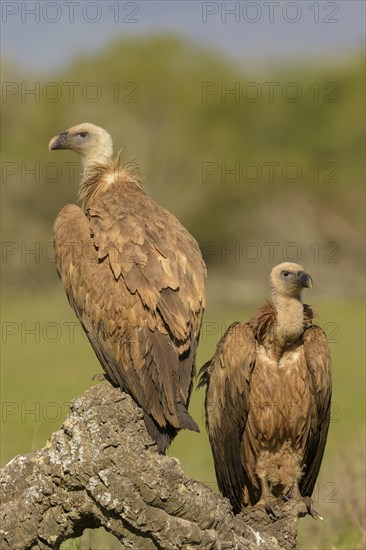 Griffon vultures