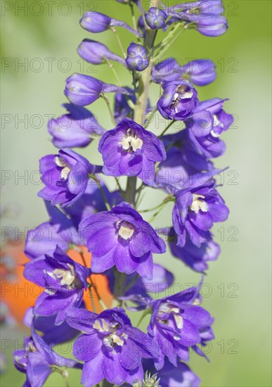 Larkspur