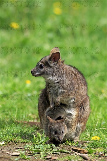 Parma wallaby