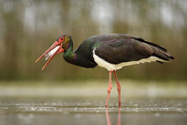 Black stork