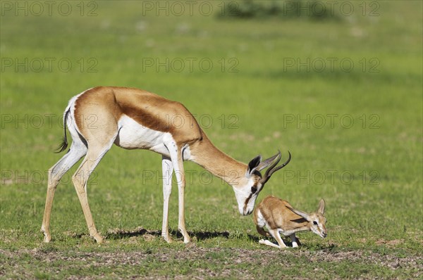 Springboks