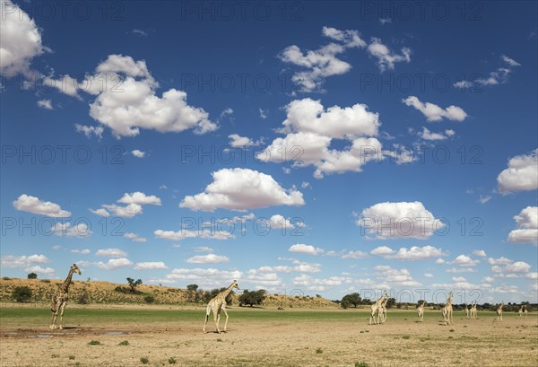 Southern Giraffes