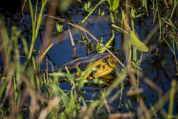 Yellow anaconda