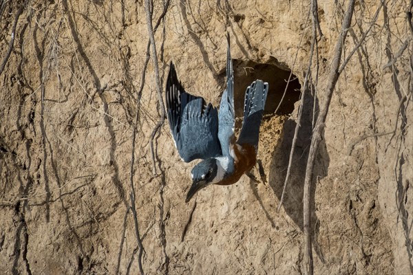 Ringed kingfisher