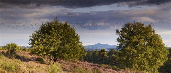 View of Montabaur Castle and Siebengebirge with broom blossoms