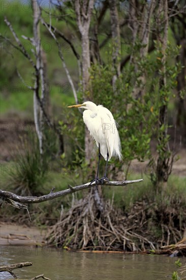 Great egret