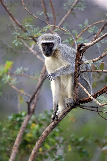 Vervet monkey