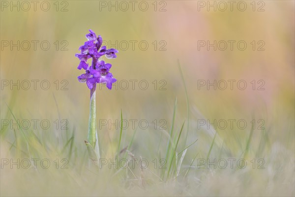 Green-winged orchid