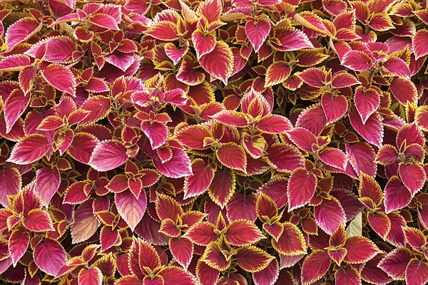 Coleus nettle