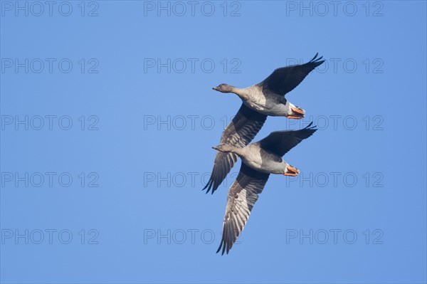 Bean Geese