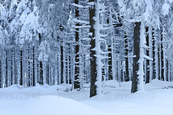 Snow-covered forest in winter