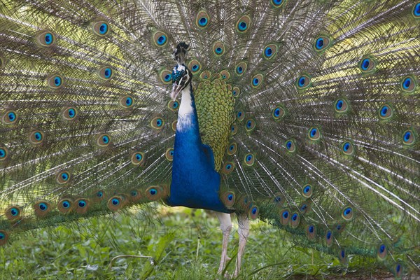 Indian or blue peafowl