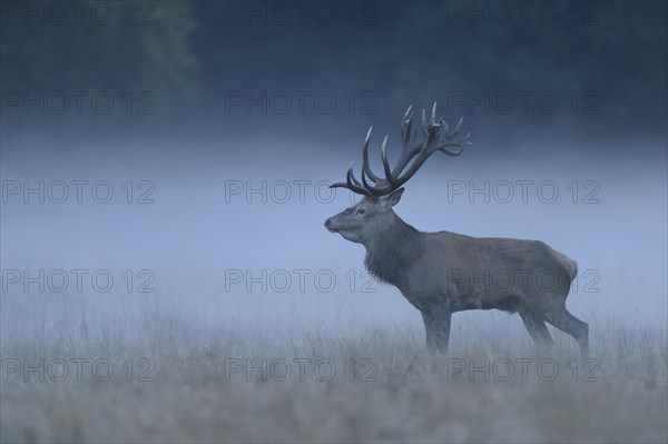 Red deer