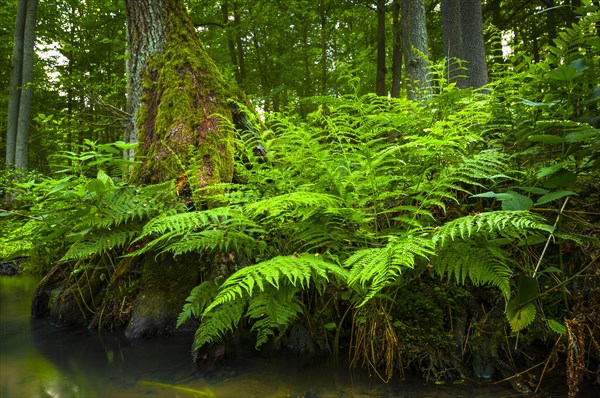 Bank of The Schlaube with ferns