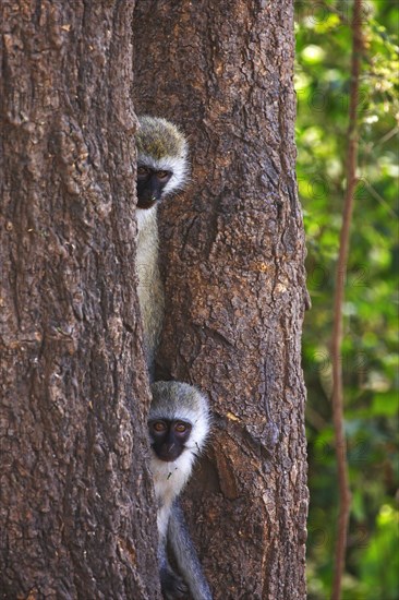 Vervet monkey