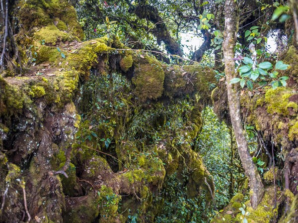 Moss covered trees and branches