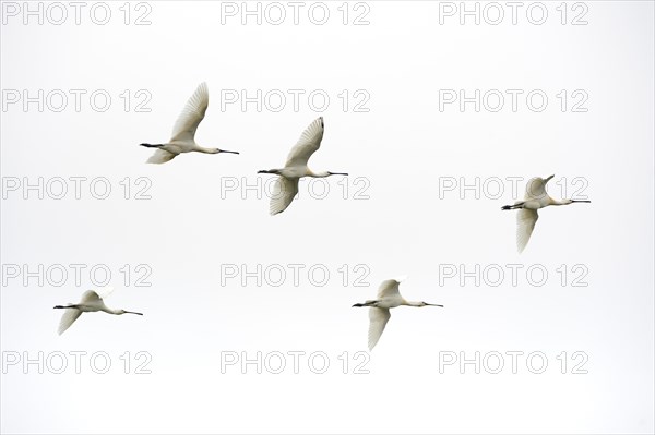 Flock of flying common spoonbills