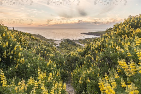 Blooming yellow lupines