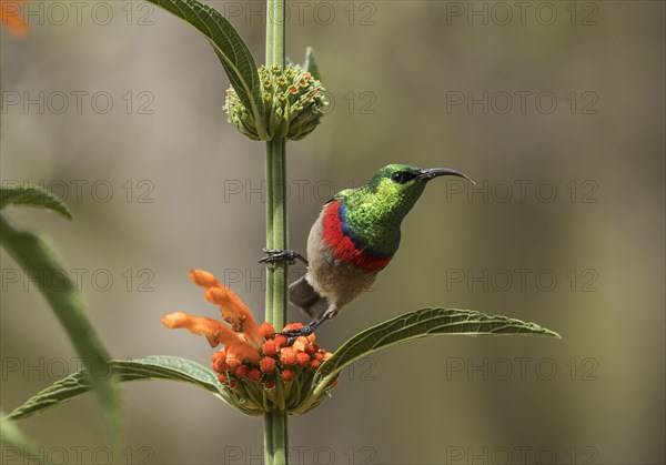 Southern Double-collared Sunbird