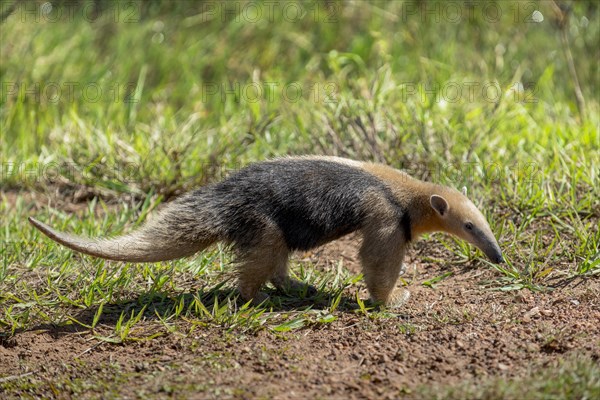 Southern tamandua or collared anteater