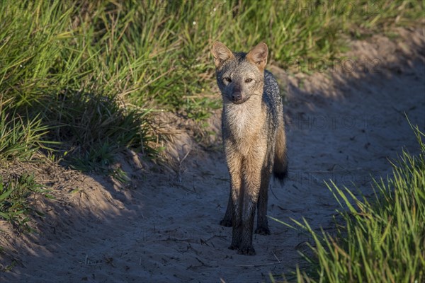 Hoary fox