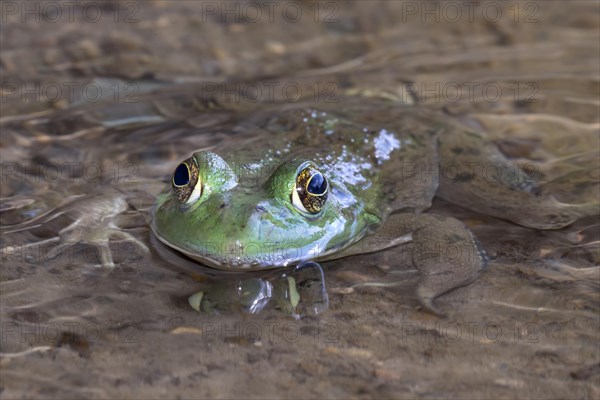 American bullfrog