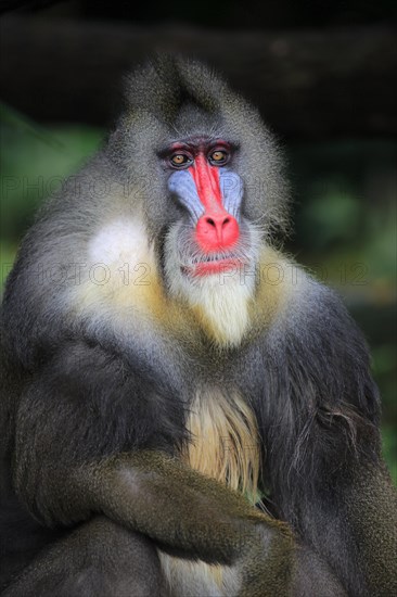 Mandrill