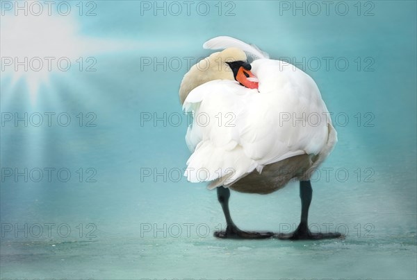 Mute swan