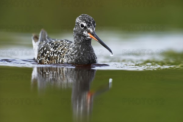 Spotted Redshank