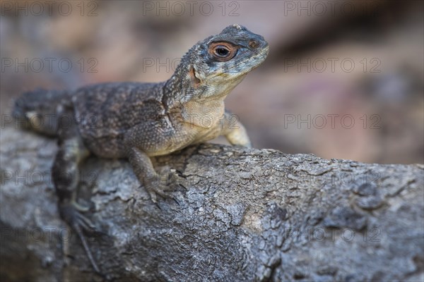 Collared iguanid lizard