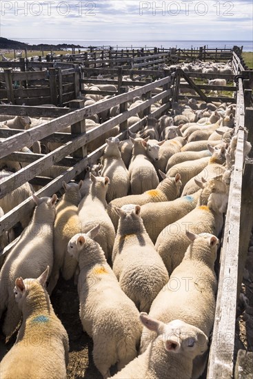 Domestic sheep shearing from