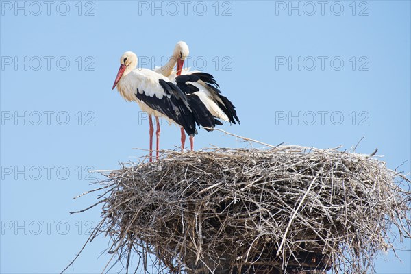 White Storks