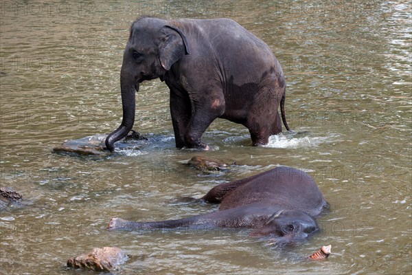 Asian elephants