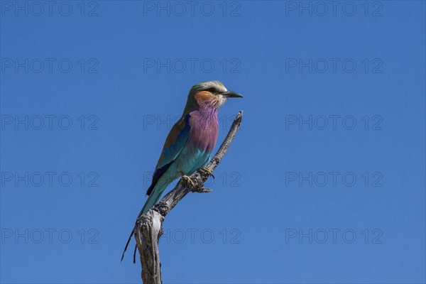 Lilac-breasted roller