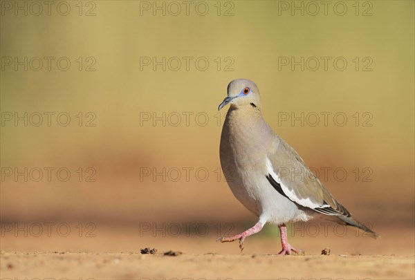 White-winged Dove